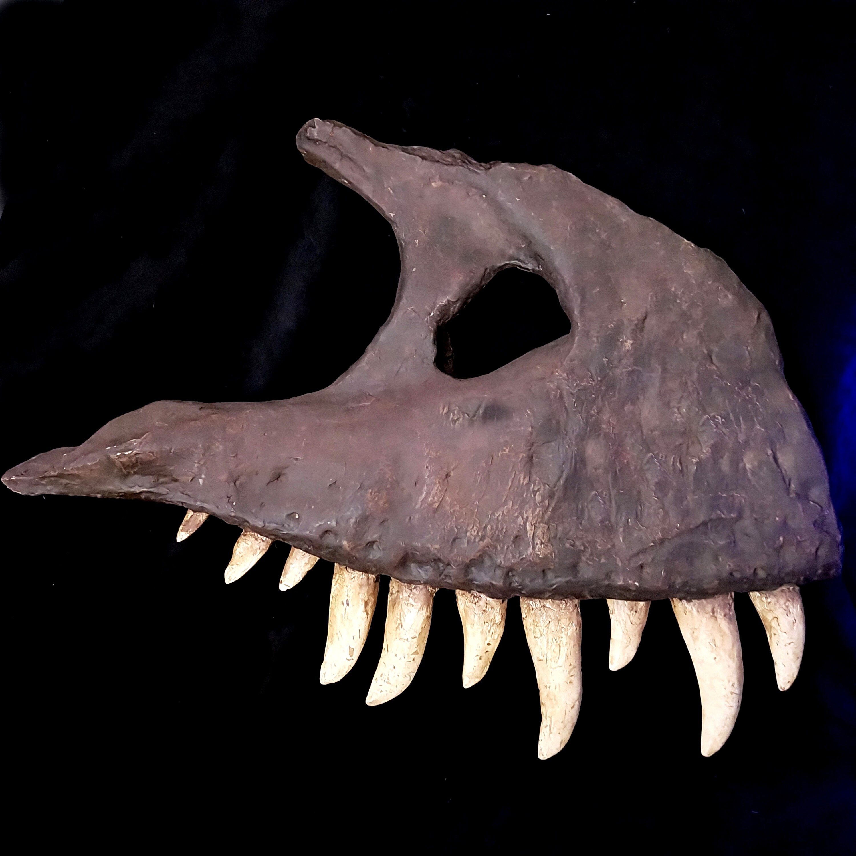 ◇鑑定書◇ティラノサウルス 化石 歯/牙 Trex/モササウルス