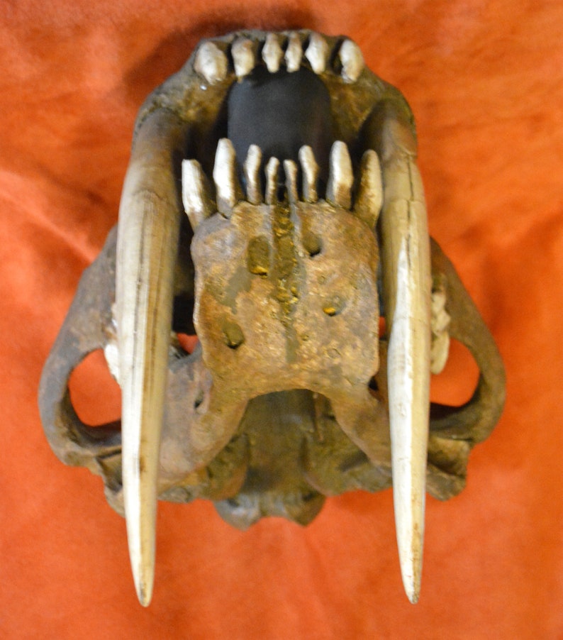 SABER-TOOTH TIGER Skull Smilodon machairodus Fatalis. - Etsy
