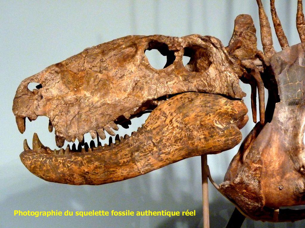 ディメトロドンの頭蓋骨、バイオプラスチック樹脂製、1/1スケールの