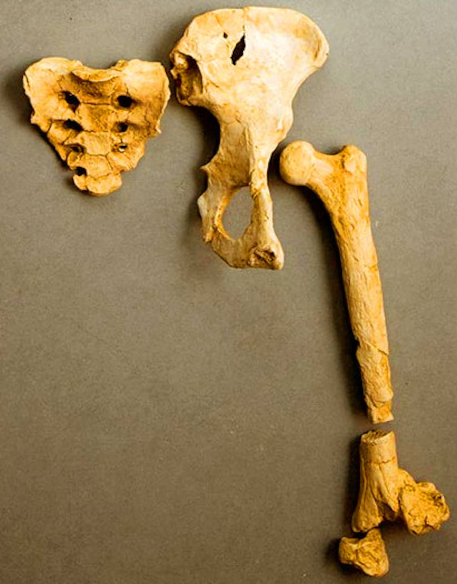 LUCY AUSTRALOPITHECUS Afarensis 3 Bones - Exact Replica of the Pelvic ...