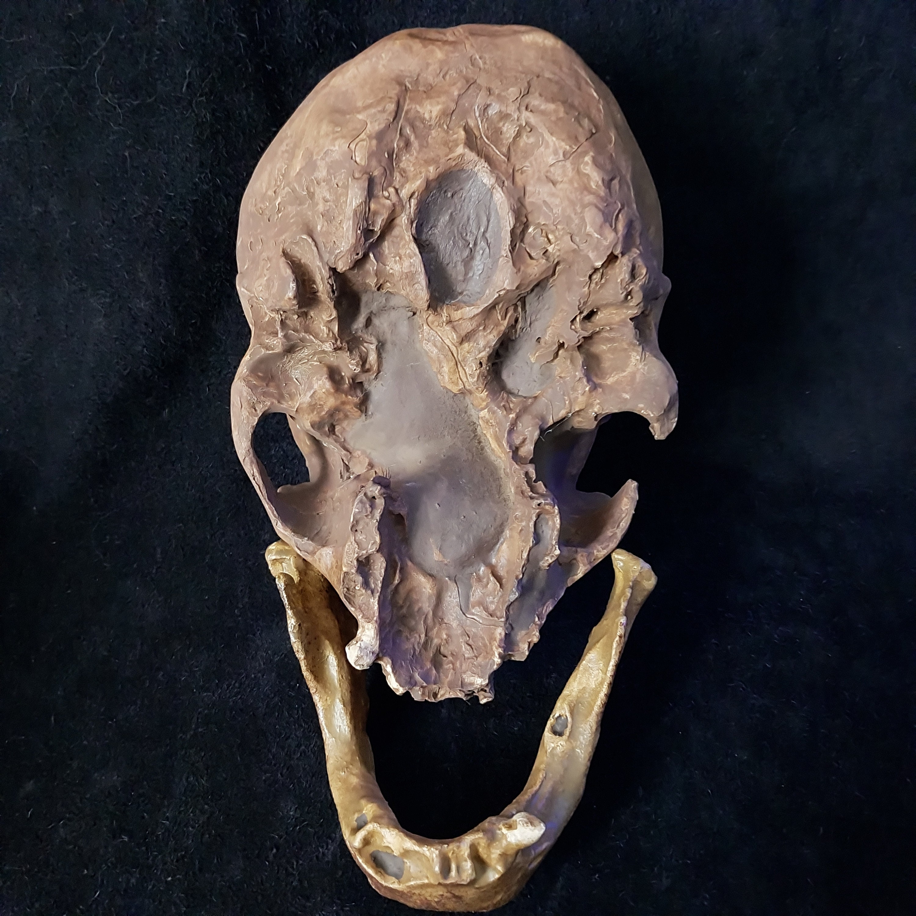 ネアンデルタール人の頭蓋骨（下顎付き）ラ・シャペル・オ・サン 1908