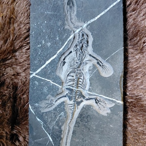 Keichousaurus - Etsy 日本