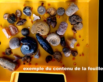 Science4you Kit De Excavación De Fósiles Para Niños, Kits De Arqueología, Excavación Y Paleotología Para Niños, Juguete De Excavación De Fósiles, Juguete De Tallo Y Regalo Para Niños Y Niñas De