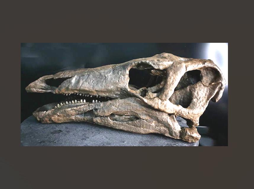 Gastroliths - Etsy 日本