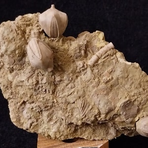 May include: A close-up of a fossilized rock with several small, brown, fossilized sea creatures. The rock is on a wooden stand.