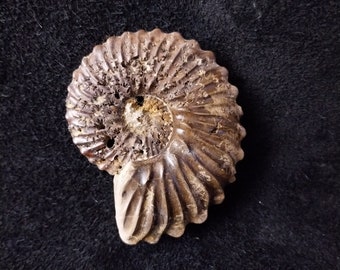 Ammonit OTOHOPLITES subhilli STEINMANN 1925 -Ammonit ohne seine innere Schimmelschale- Albian inf. Maritime Seine Frankreich REF_OTOHOPLI_69