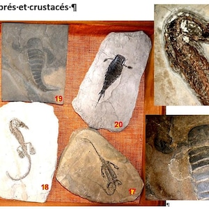 VERTEBRATES + ARTHROPODS Triassic 250 million years -5 FOSSILS authentic copies from our private collection items sold 0 L4UNIT2