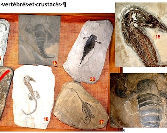 VERTEBRATES + ARTHROPODS Triassic 250 million years -5 FOSSILS authentic copies from our private collection items sold 0 L4UNIT2
