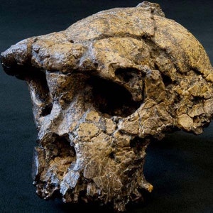 CRANE TOUMAÏ Sahelanthropus tchadensis en résine Crâne fossile réalisé sur le 1er Scan de l'Institut Max Planck Anthropologie Evolutionnaire image 5