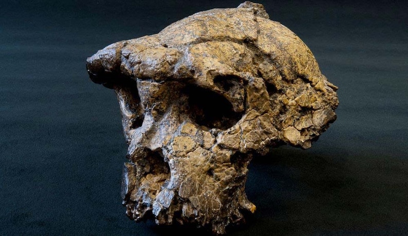 CRANE TOUMAÏ Sahelanthropus tchadensis en résine Crâne fossile réalisé sur le 1er Scan de l'Institut Max Planck Anthropologie Evolutionnaire image 5