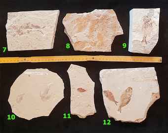 FOSSIL FISH from LEBANON - Series N02 - Ctenothrissa, Sedenhorstia, Pseudoberyx, Armigatus, Aphanepygus ... Sold individually All authentic