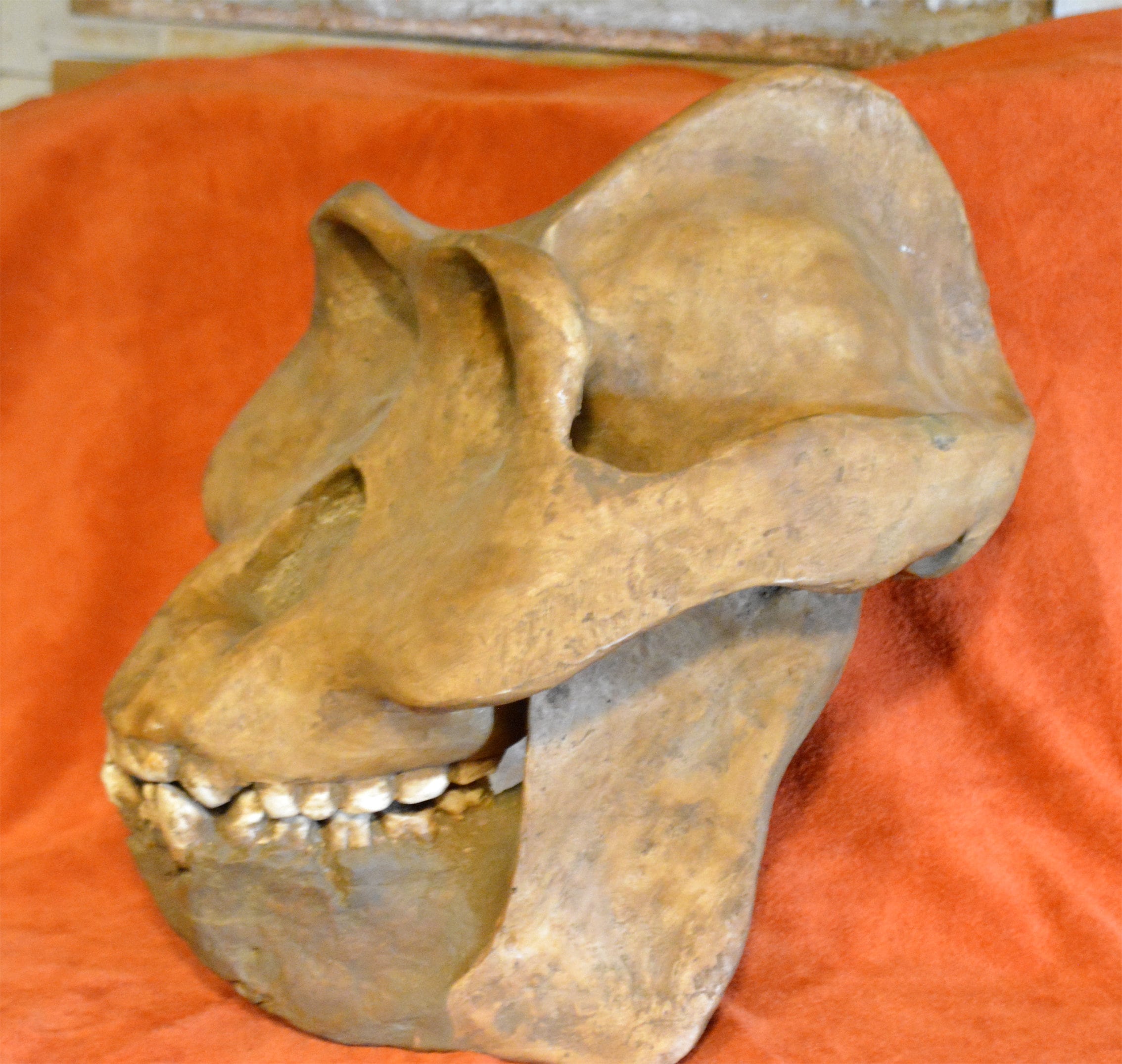 Cr ne De GIGANTOPITHECUS Blacki R plique Exacte En R sine Polyester cr-ne-de-gigantopithecus-blacki-r-plique-exacte-en-r-sine-polyester