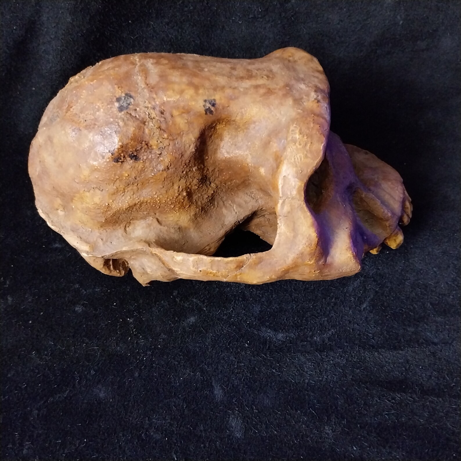 Single Skull of Australopithecus Afarensis Al-333 45. Life-size ...