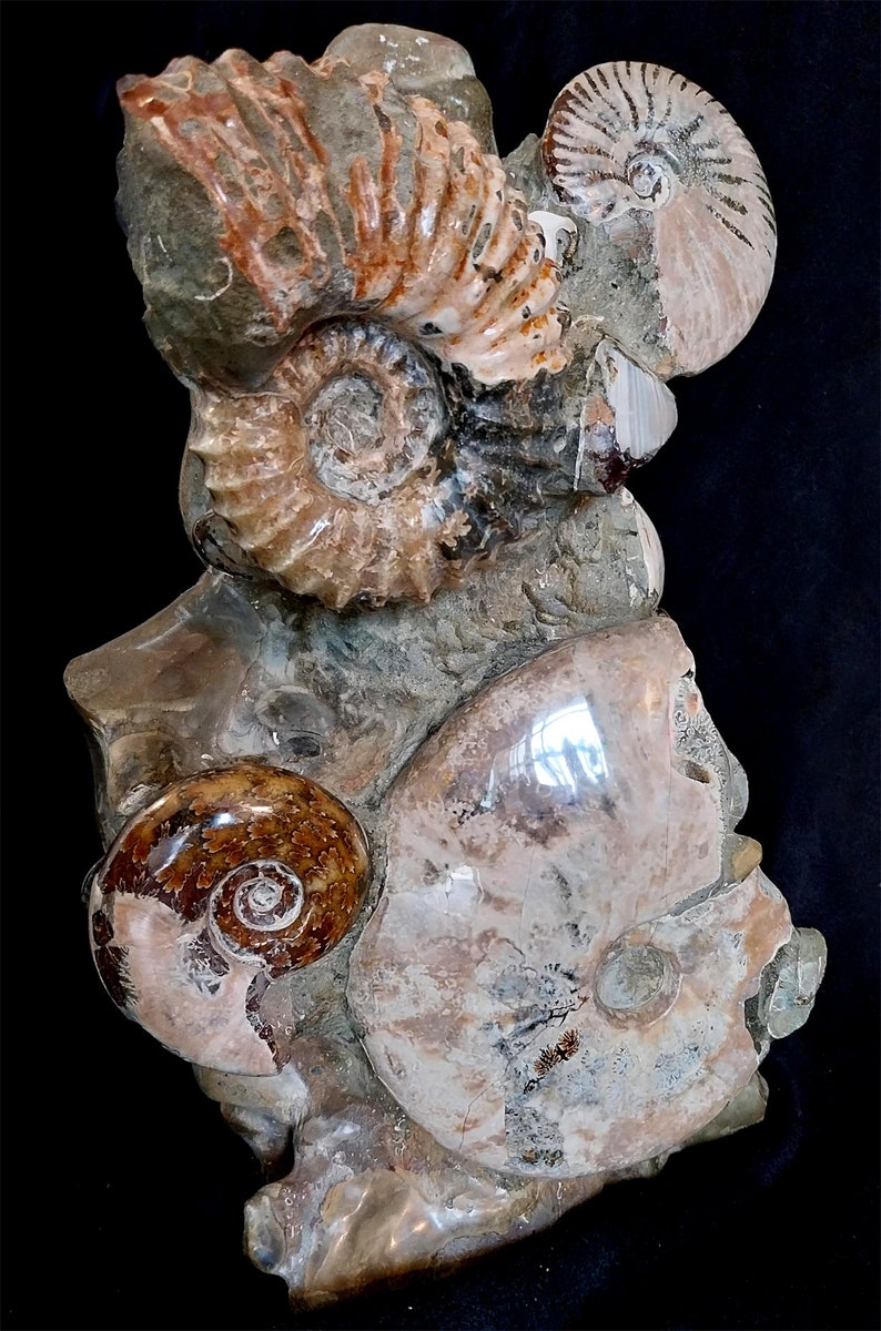 Totem Block: Ammonites Cleoniceras, Cymatoceras, Phylloceras With Shell ...