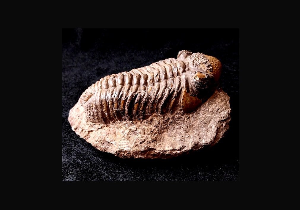 Drotops megalomanicus - Etsy 日本
