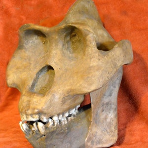 Crâne de GIGANTOPITHECUS blacki-  réplique exacte en résine polyester à partir de la vraie reconstruction du Prof. Grover Sanders KRANTZ.