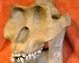 Crâne de GIGANTOPITHECUS blacki-  réplique exacte en résine polyester à partir de la vraie reconstruction du Prof. Grover Sanders KRANTZ.