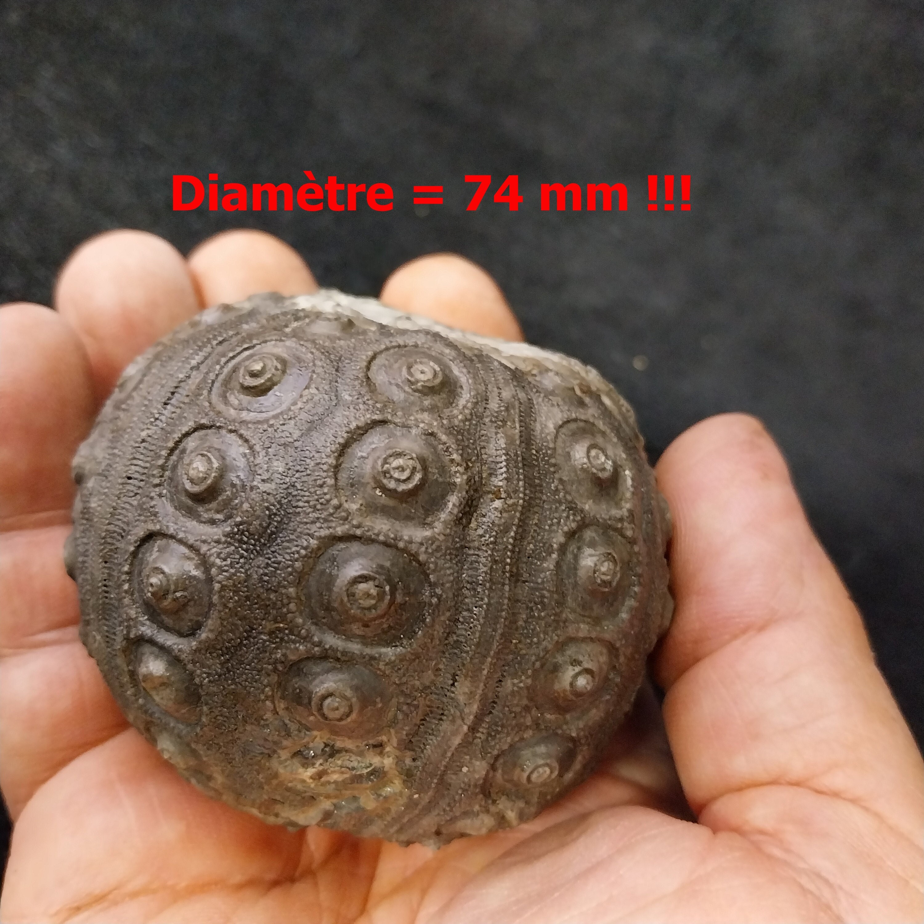 Cidaris cidaris ウニ 殻 表面の凹凸が鮮明に保存されている、モロッコのジュラ紀の地層