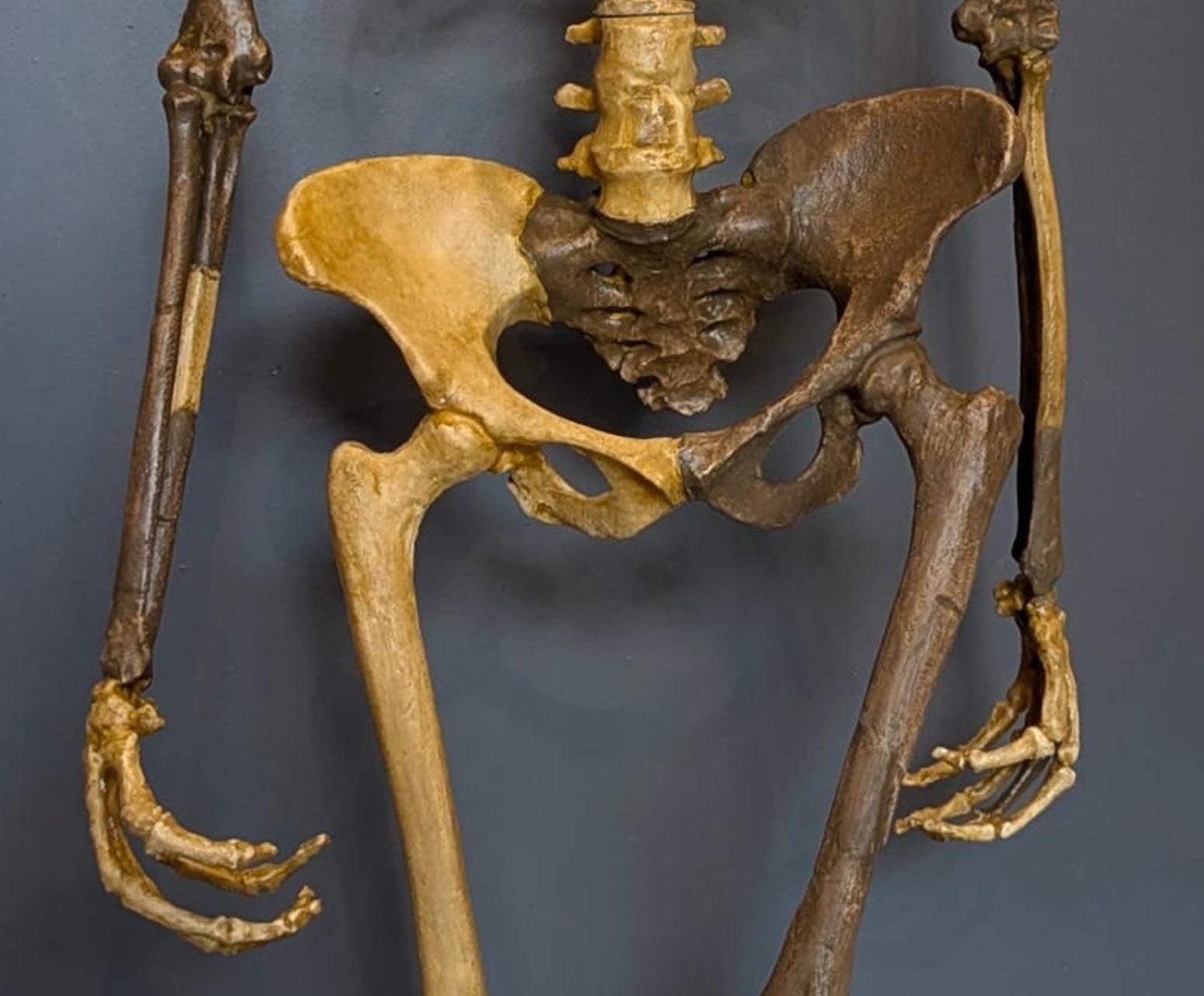 Complete Reconstruction of the Skeleton of LUCY: Australopithecus ...