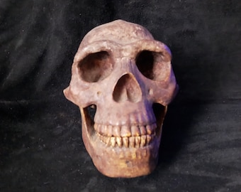Schädel ERECTUS pekinensis „Peking Man“ Homo erectus. Zhoukoudian Beijing KOPIE Rekonstruiert Dr. Wandel entdeckte Zhoukoudian in der Nähe von Peking