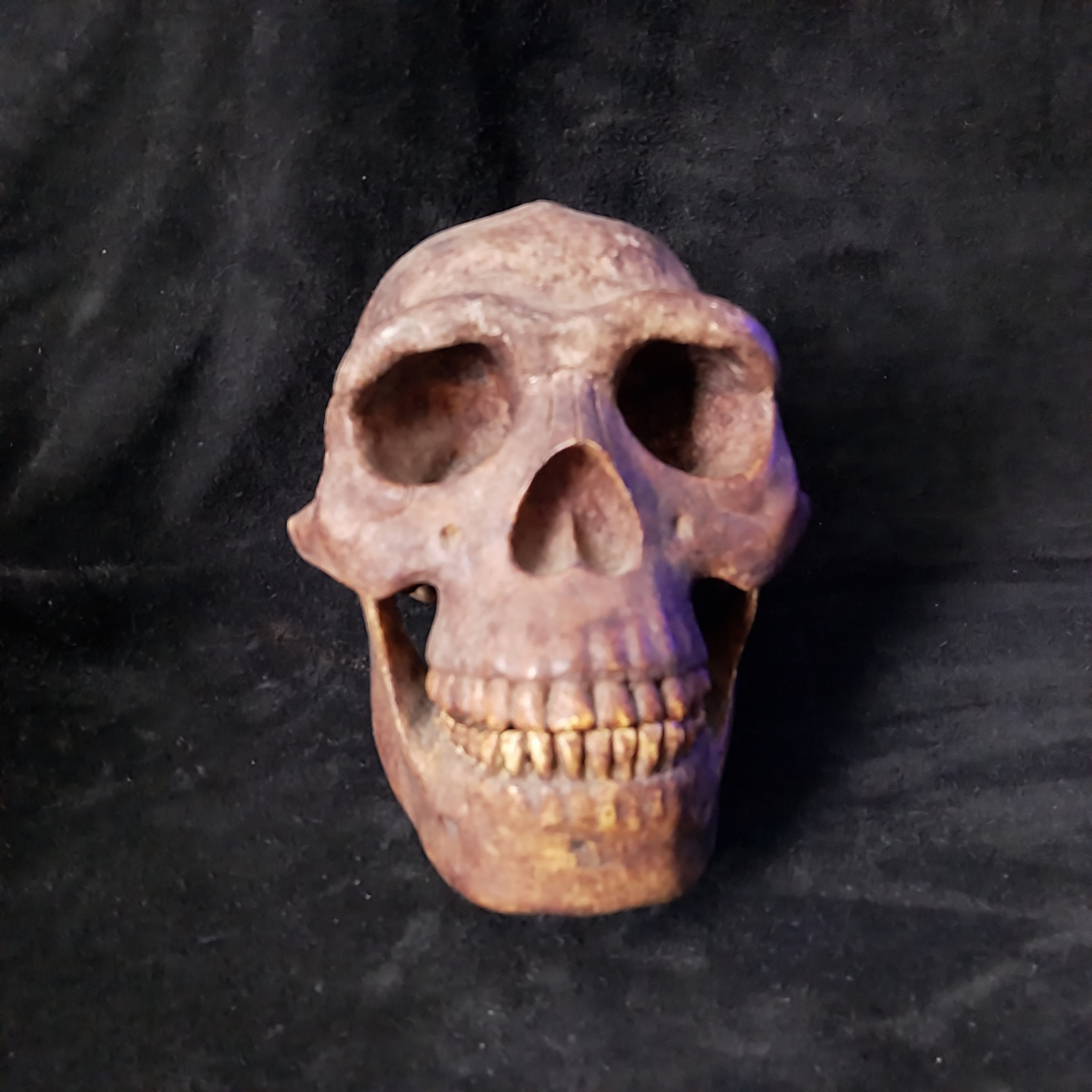 ホモ・エレクトス（Homo erectus ERECTUS pekinensis）「北京原人」の