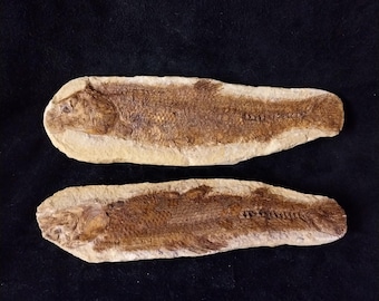 ナイティア　魚の化石　アメリカ　ワイオミング州 産　特大 5000万年前の！ワイオミング州産ナイティア・エオカエナの魚類化石