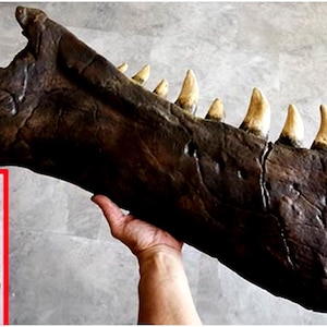May include: A large, dark brown fossilised jawbone with multiple, sharp, off-white teeth. The jawbone is held by a person's hand. A smaller, inset image shows a similar jawbone.