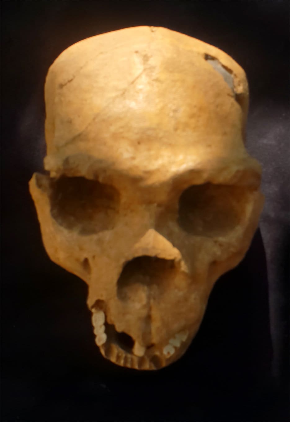 ホモ·ハイデルベルゲンシス頭骨模型 ホモ·ハイデルベルゲンシス頭骨模型 - メルカリ