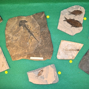 VERTEBRATES from Primary to PERMIAN Conquest of the emerged lands. 8 authentic FOSSILS in perfect conservation condition. (Very Rare Discosauriscus)