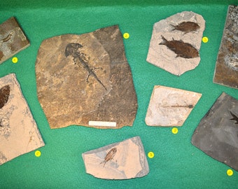 VERTEBRATES from the Primary to the PERMIAN Conquest of the emerged Lands. 8 authentic FOSSILS in perfect state of conservation. (Discosauriscus very Rare)
