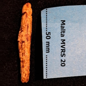 May include: A small, light brown, carved object with dark brown markings, possibly a figurine. A blue tag next to it reads "Malta MVRS 20" and shows a 50 mm measurement.