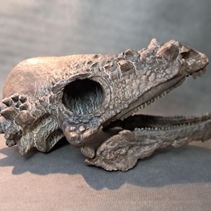 May include: A detailed, weathered dinosaur skull replica, featuring a textured, brown and gray finish. The open mouth reveals teeth, and the eye socket is a prominent, dark opening. The skull has a rough, fossilized appearance, perfect for a collector.
