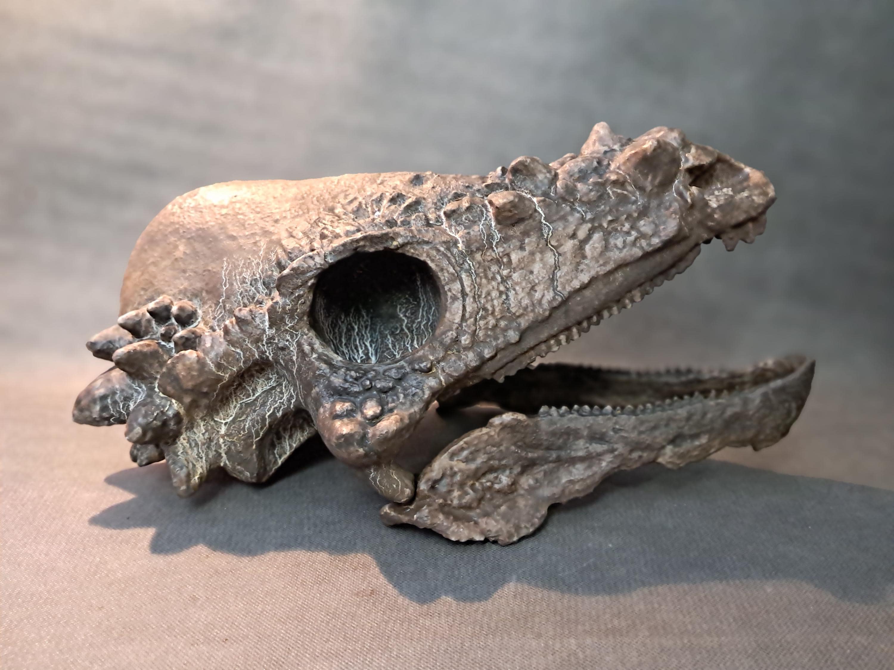 Gastroliths - Etsy 日本