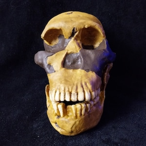 Homo Naledi skull with maxilla - Resin reproduction, life-size (1/1 scale) - Homo Naledi skull specimen REF_LES1-Neo
