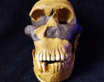 ホモ・ハイデルベルゲンシスの頭蓋骨レプリカ - Etsy 日本