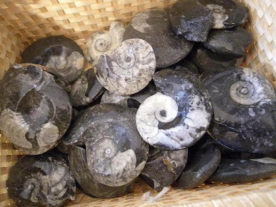 研磨されたエルフード産大理石に収められた、本物のゴニアタイト化石