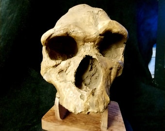 Schädel ARAGO-XXI MAN von Tautavel H. heidelbergensis Höhle Caune de l'Arago Pyrénées-Or. Entdeckung Henry de Lumley – Kopie des Gesichts.