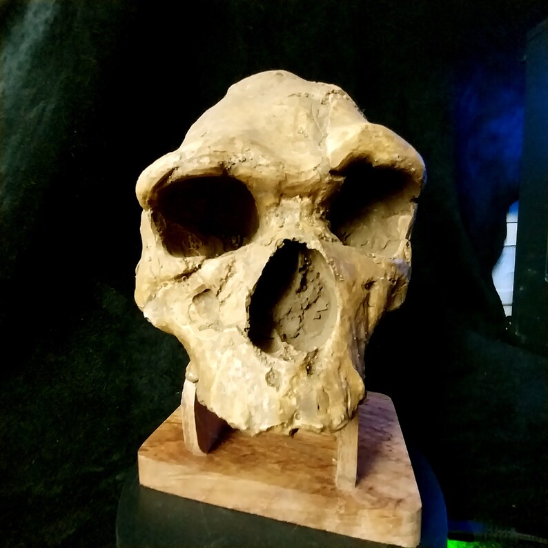 Skull ARAGO-XXI MAN of Tautavel H. Heidelbergensis Cave Caune De L ...