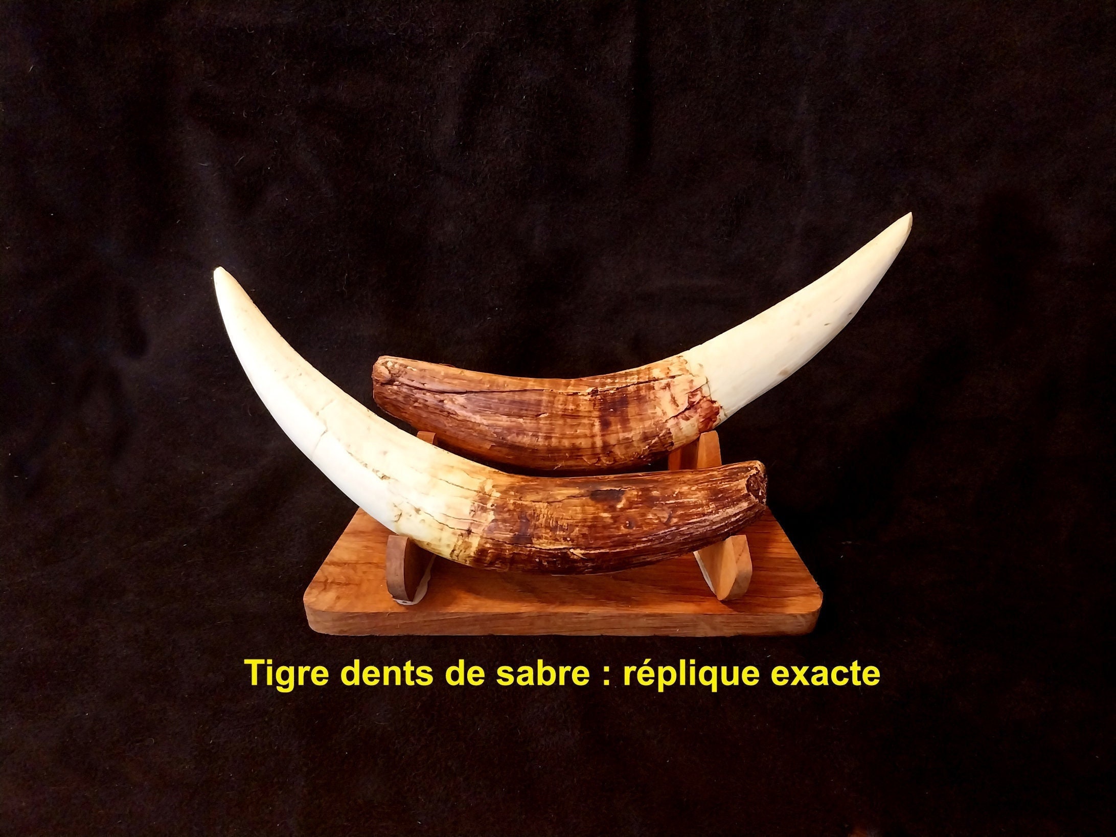 Real Jaguar Tooth - Etsy
