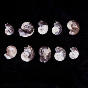 Collezione FOSSILS di autentico marmo lucidato GONIATITES proveniente da Erfoud. struttura compartimentata del fossile molto visibile. Venduto in confezioni da 5 o 10
