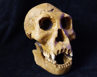 Schädel HOMO Erectus GEORGICUS Dmanisi 3 Schädel + Unterkiefer entdeckt Dmanisi Kaukasus Georgia – Schädelreplik aus Polyesterharz. REF_D2700_D2735