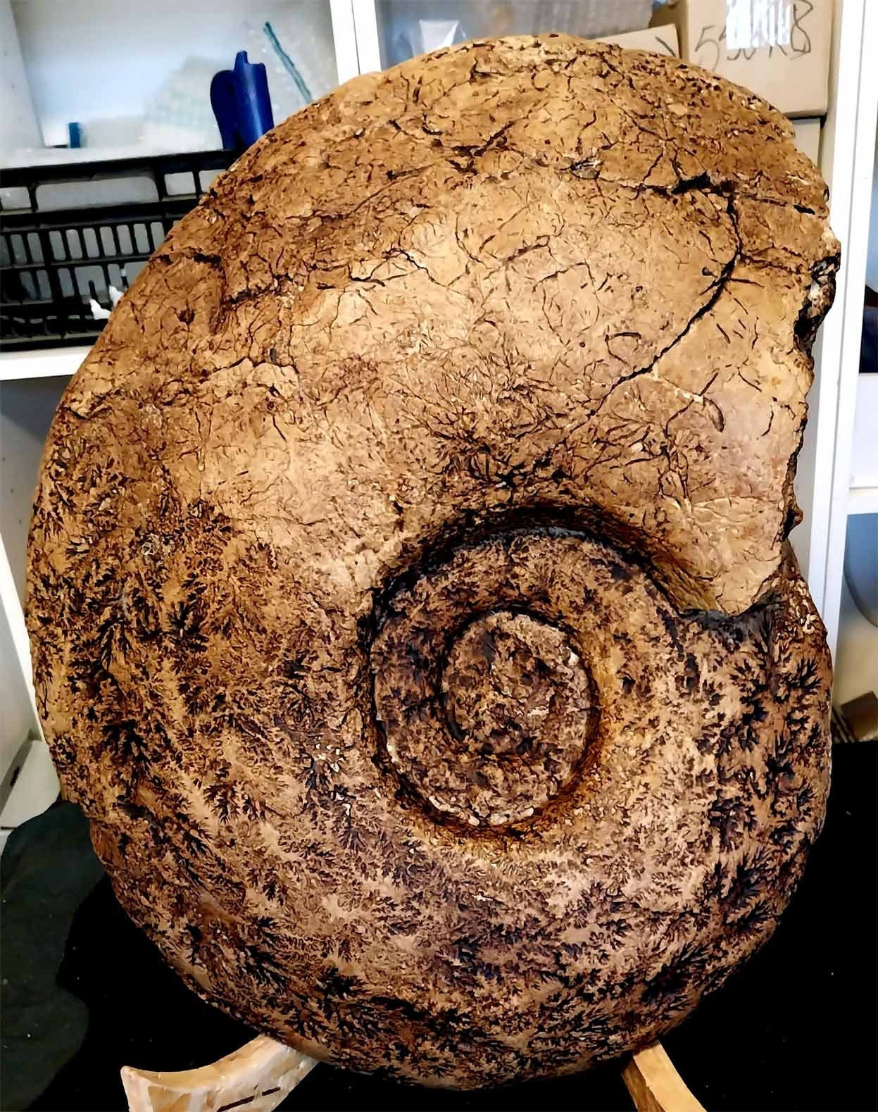 巨大アンモナイトの一種PUZZOSIA。高さ48cm、幅40cm、重量24kg。Cap 巨大アンモナイトの一種PUZZOSIA。高さ48cm、幅40cm、重量24kg。Cap