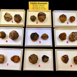 May include: Nine trilobite fossils, each in a separate white box with a black background. The trilobites are brown and black, and some have a slightly iridescent sheen. The boxes are labeled with numbers 1 through 9.