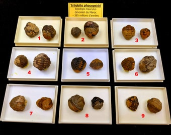 デボン紀（約3億8500万年前）の三葉虫ファコプス・リードゥプス