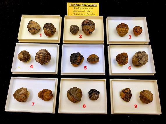 デボン紀（約3億8500万年前）の三葉虫ファコプス・リードゥプス