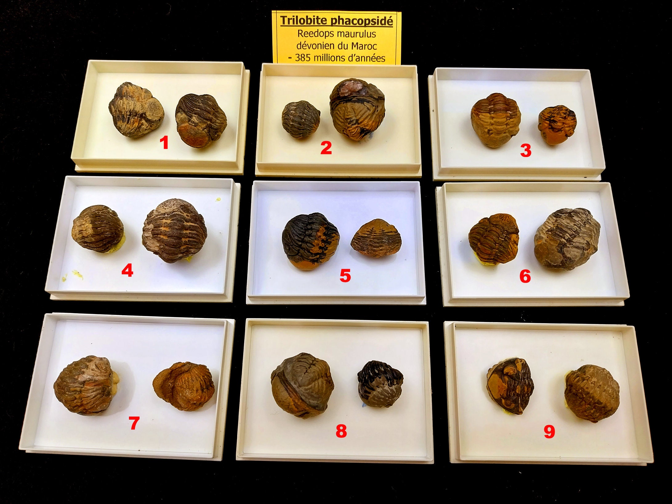 三葉虫モロッコ産⑨ファコプスPhacopsリードプスReedops？化石デボン紀 三葉虫モロッコ産⑨ファコプスPhacopsリードプスReedops？化石デボン紀