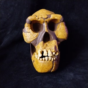 May include: A brown and yellow skull replica with visible teeth. The skull is a representation of a hominid.