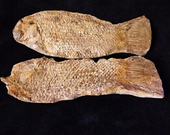 本物のナイティア魚化石：ワイオミング州グリーンリバー層、始新世