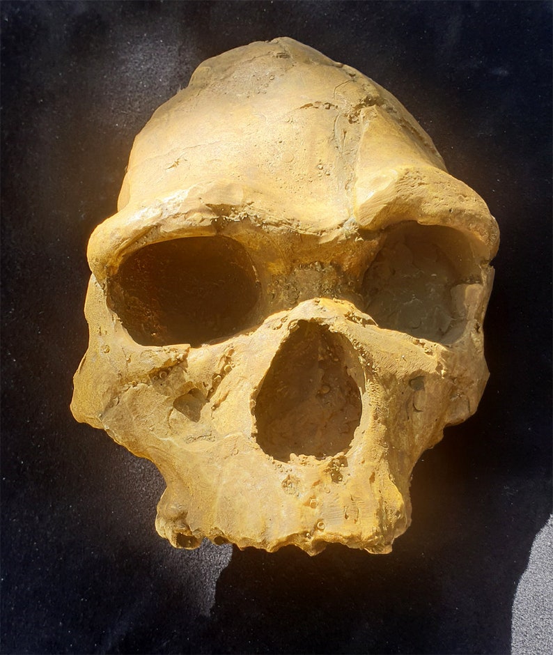 Skull ARAGO-XXI MAN of Tautavel H. Heidelbergensis Cave Caune De L ...