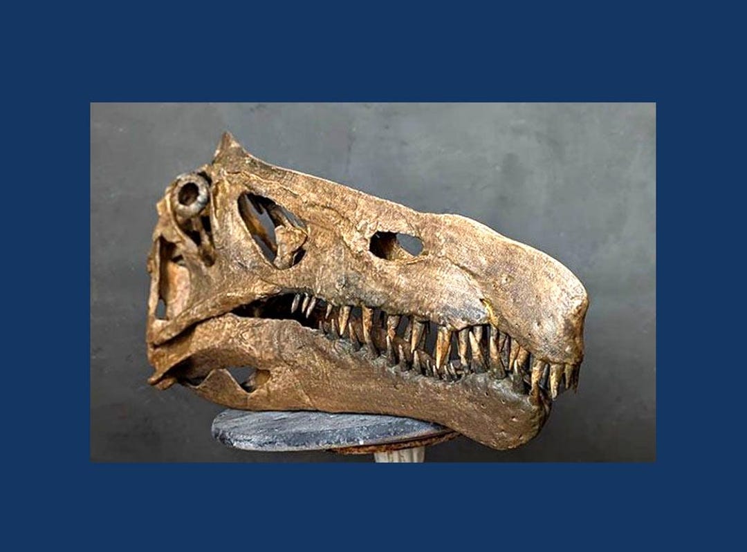 Famous Skull of the Irritator Challengeri Spinosaurid Dinosaur